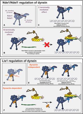 Nde1 and Ndel1: Outstanding Mysteries in Dynein-Mediated Transport